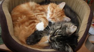 two cats are curled uptogether in a small cat bed