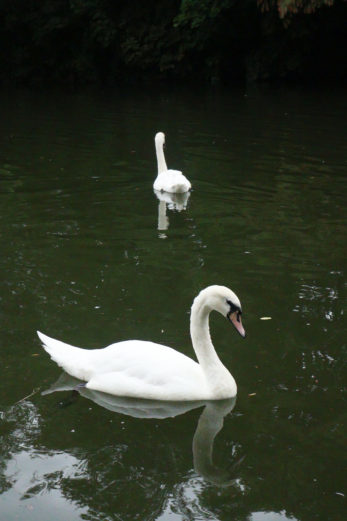 A photo of a swan swimming taken on a Canon EOS R50 V mirrorless video camera