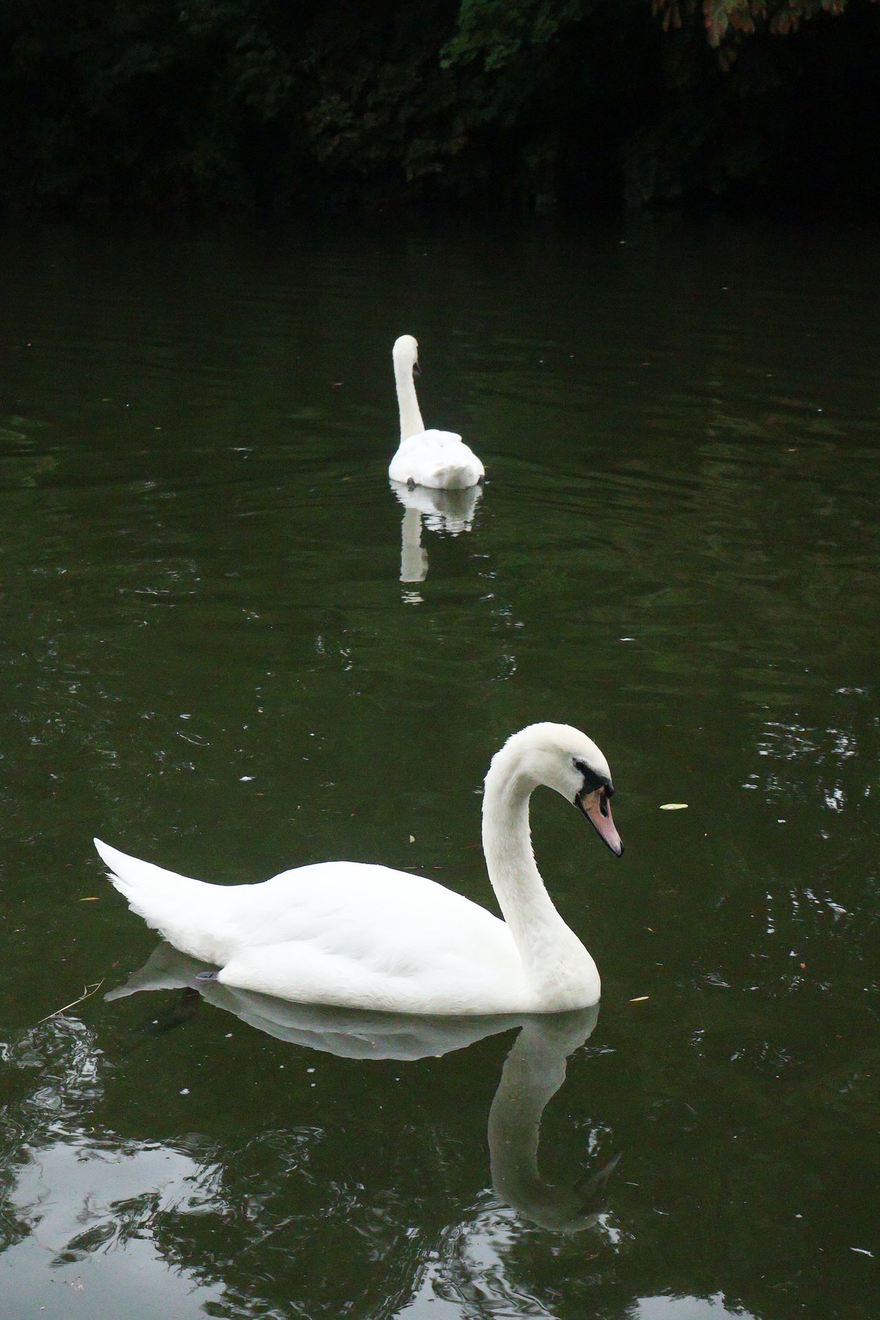 A photo of a swan swimming taken on a Canon EOS R50 V mirrorless video camera