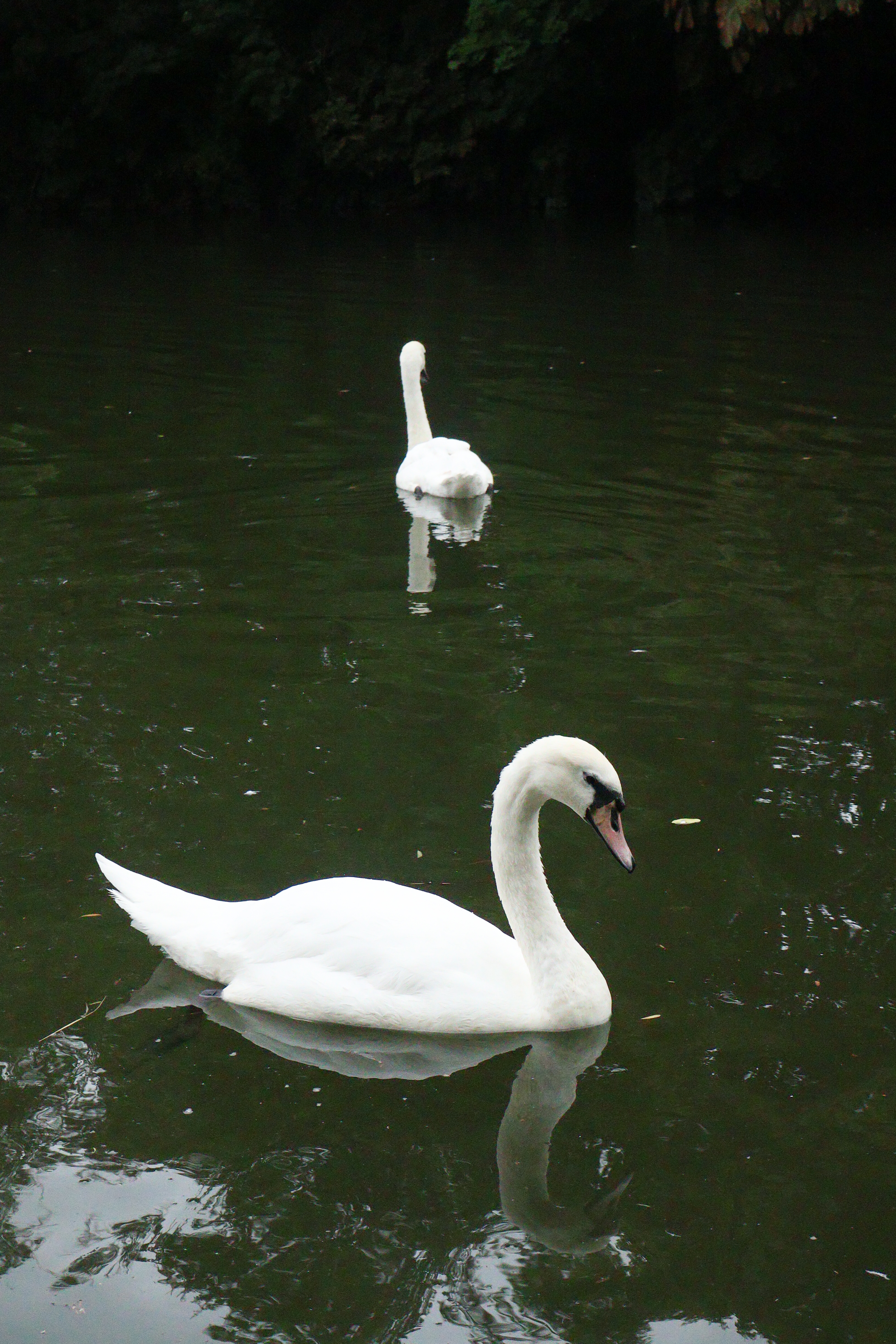 A photo of a swan swimming taken on a Canon EOS R50 V mirrorless video camera
