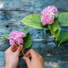 Hydrangea cuttings 