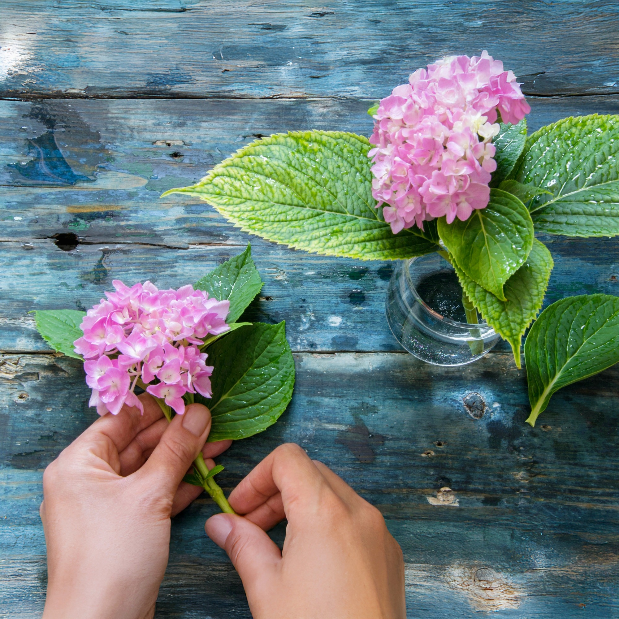 Hydrangea cuttings 