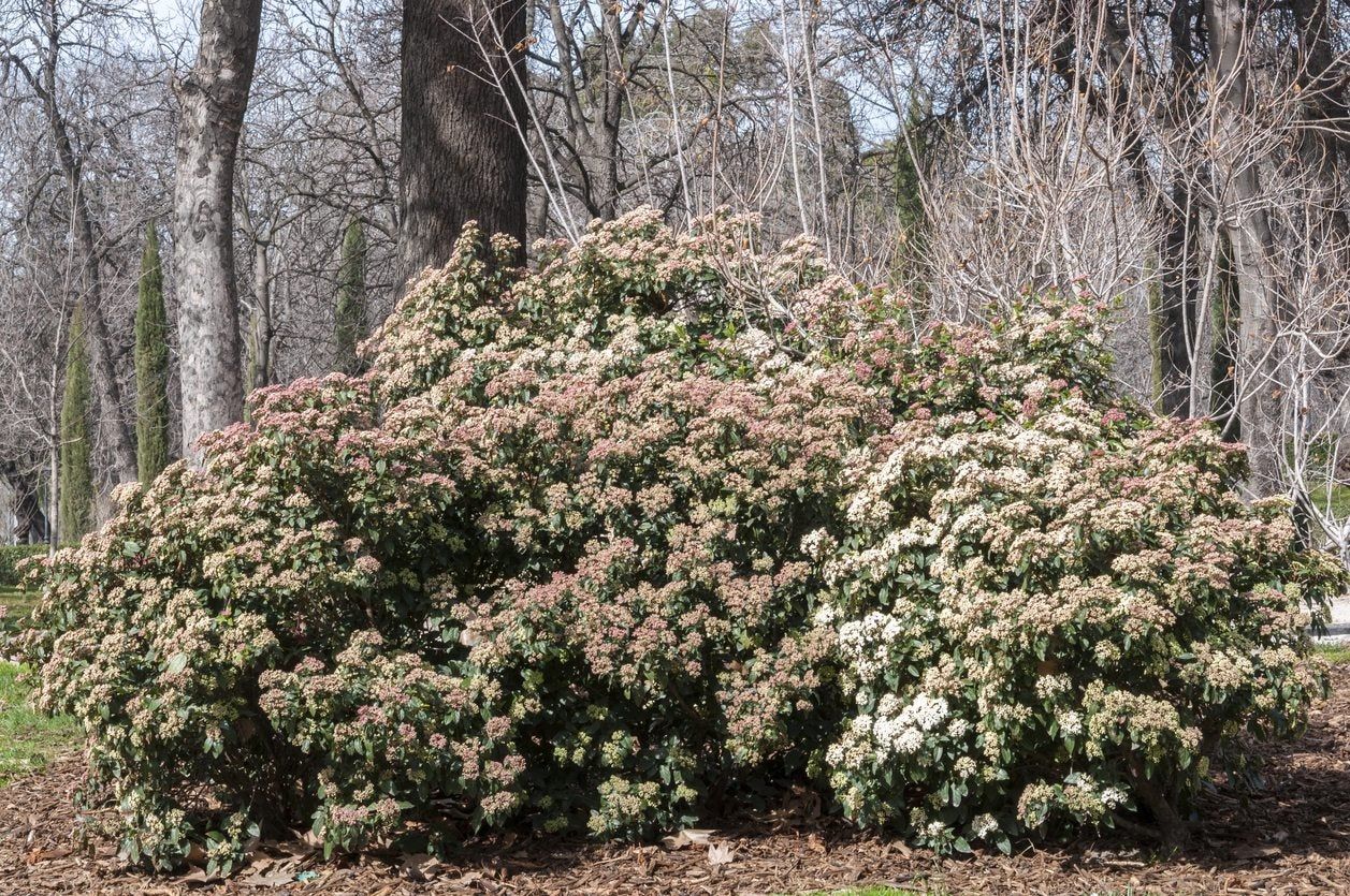 Large Laurustinus Shrubs