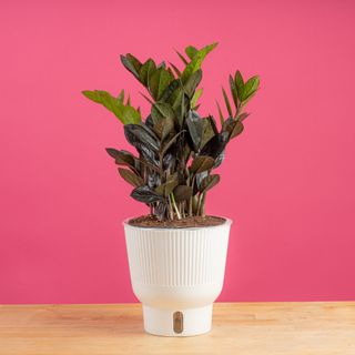 A very dark zz plant against a pink wall