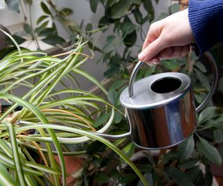 Watering indoor spider plants with metal watering can