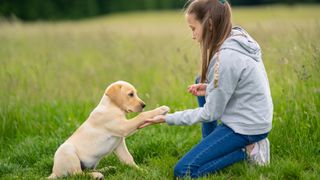 Labrador puppy being trained to lift paw by girl
