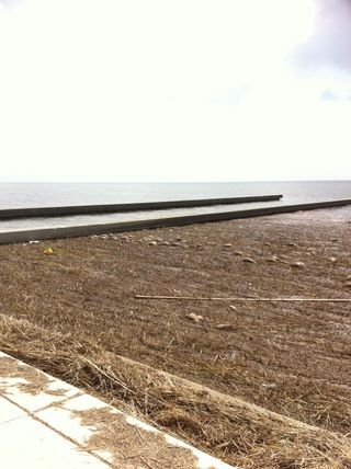 Nutria wash ashore after hurricane isaac