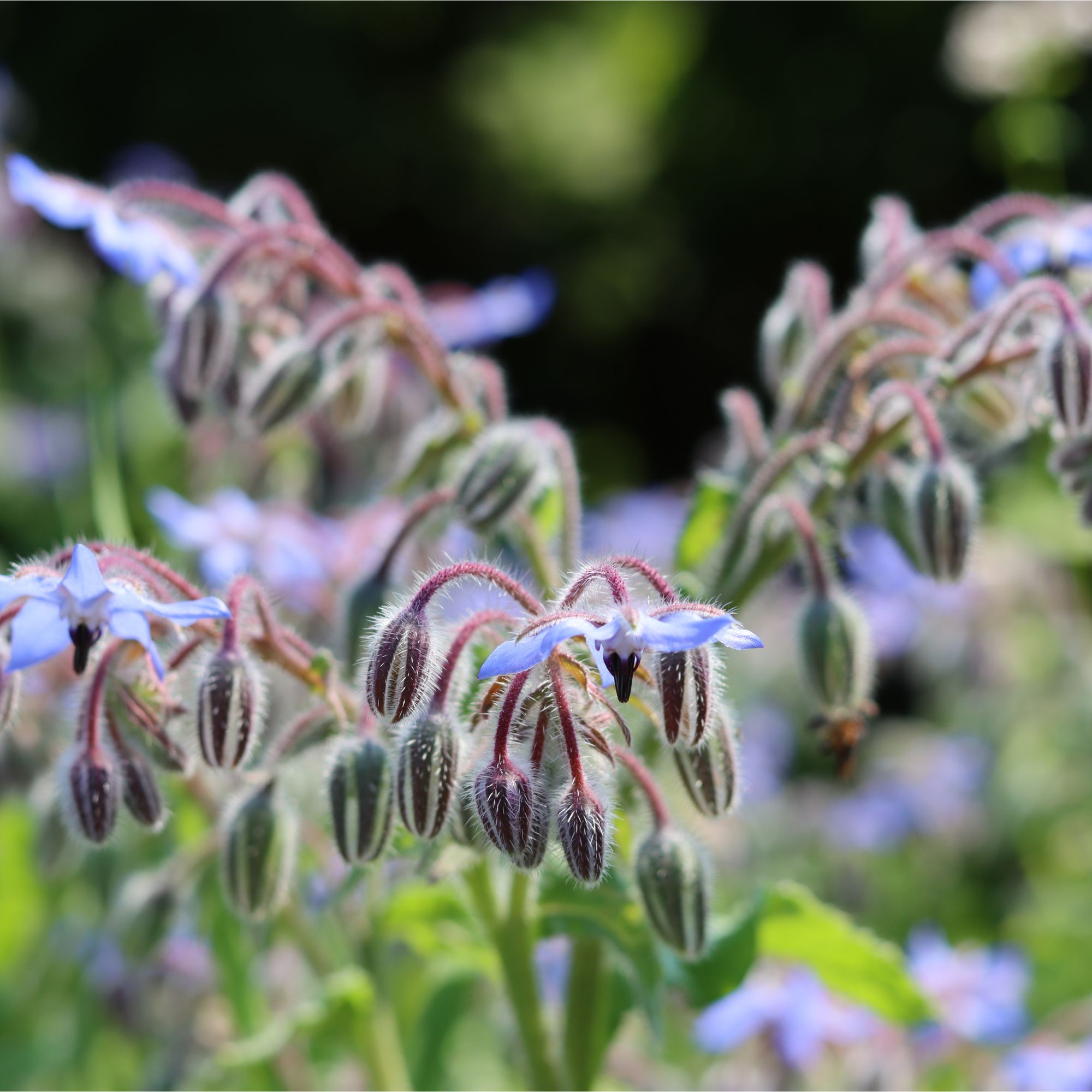 Borage plant growing in garden
