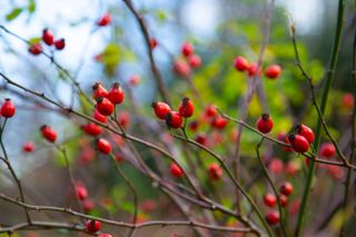 rosehips