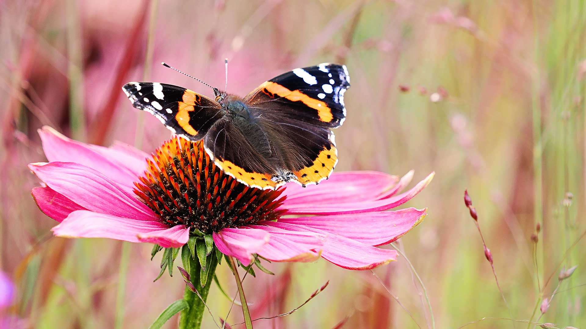 butterfly on echinacea flower