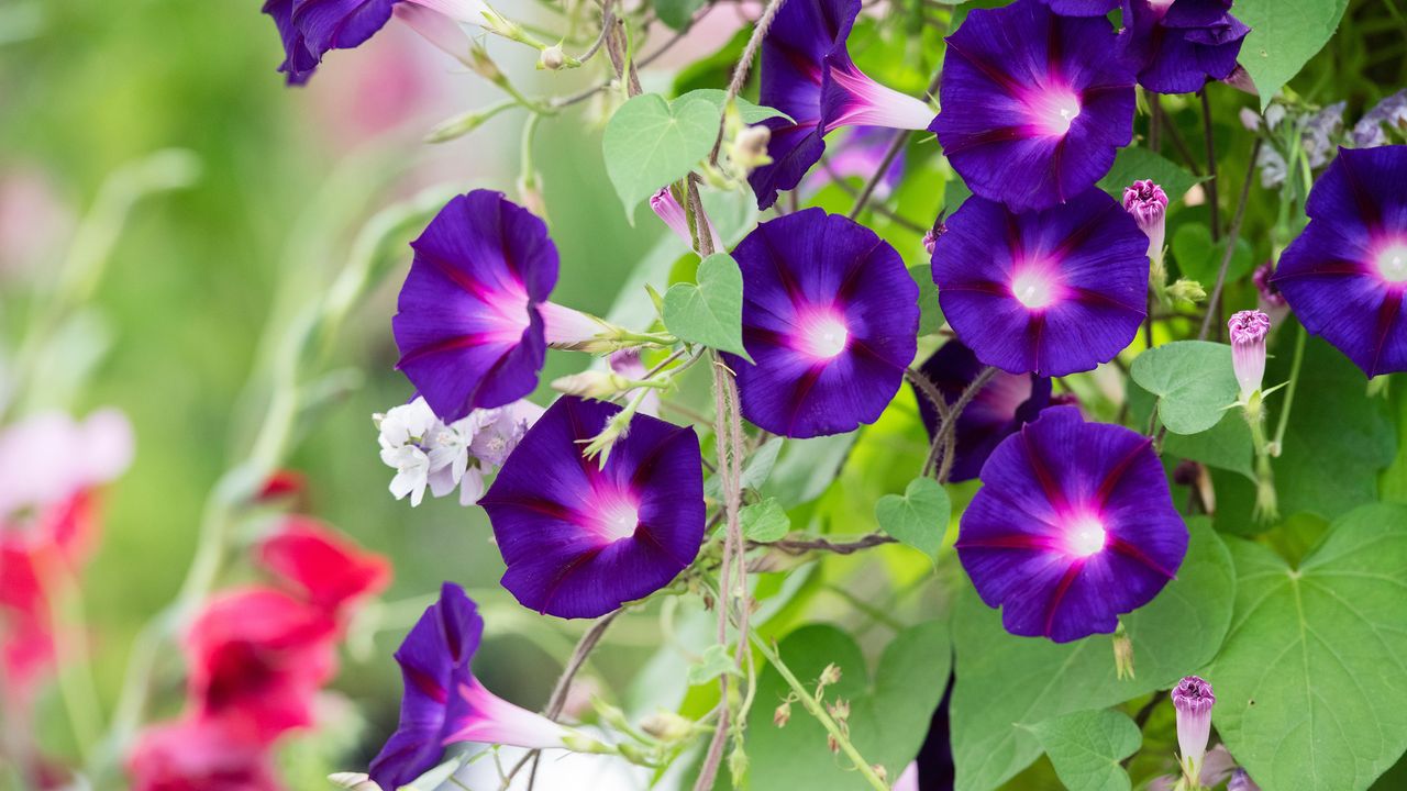 Ipomoea purpurea ‘star of yelta’