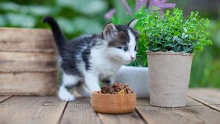 A black and white kitten eating in the back yard