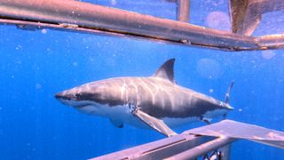 Greate white shark photo taken from a shark diving cage.