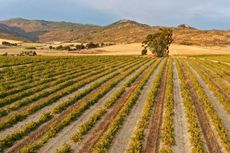 South Africa Cinsault