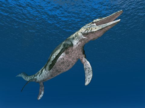 Adorable Newborn Sea Monster from the Dinosaur Age Discovered in Kansas ...