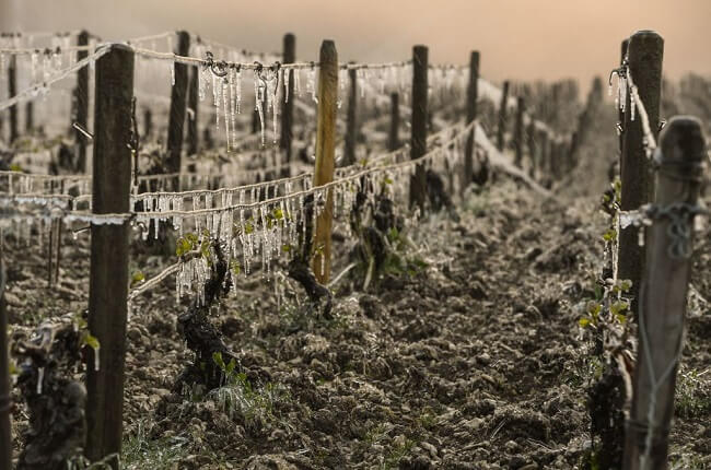 chablis 2017 frost