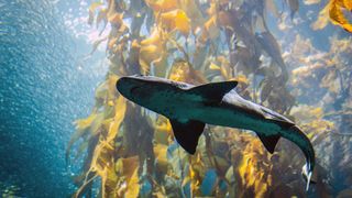 Shark floating in aquarium with lots of seaweed