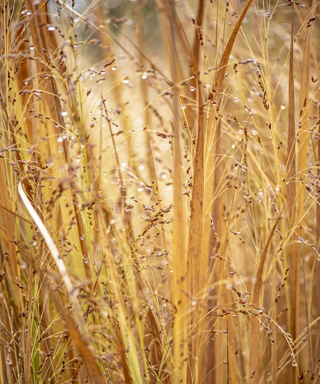 Best ornamental grasses for privacy: 5 screening grasses | Homes & Gardens