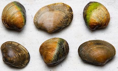 are clams mollusks