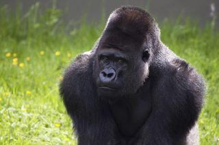 Silverback Badongo at Jersey Zoo.