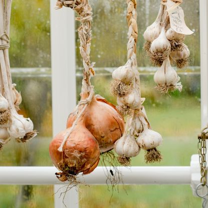Plaited onions and garlic hanging against greenhouse window