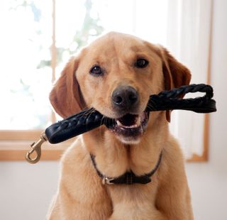 cute dog wants to go for a walk