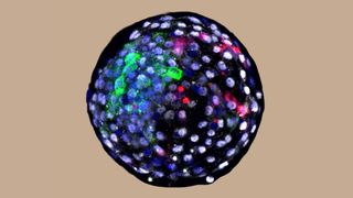 This image shows a chimera human-monkey blastocyst.