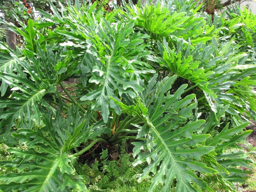 Outdoor Tree Philodendron Plant