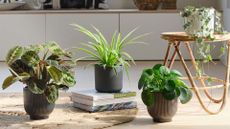 A potted calathea, spider plant, and Chinese money plant beside a trailing string of hearts plant in a living room