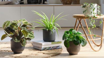 A potted calathea, spider plant, and Chinese money plant beside a trailing string of hearts plant in a living room