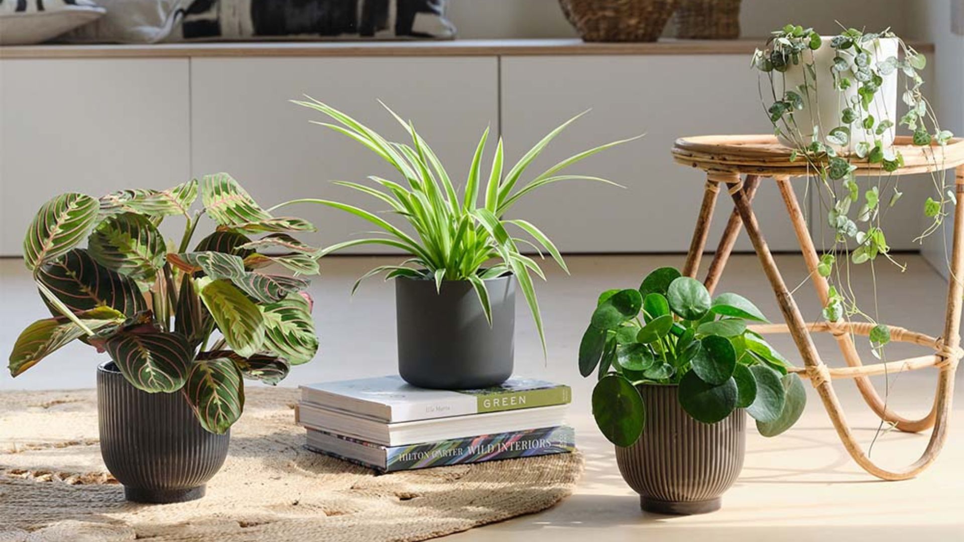 A potted calathea, spider plant, and Chinese money plant beside a trailing string of hearts plant in a living room