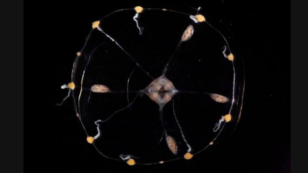 The jellyfish Cltyia hemisphaerica, as viewed from above