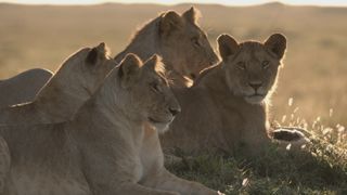 A group of lions sit on the ground with sunlight on them. One looks at the camera on Lion: The Rise and Fall of the Marsh Pride 