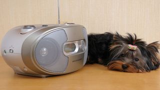 Dog lying next to a speaker