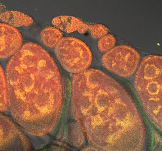 Mitochondria in fruit fly cells