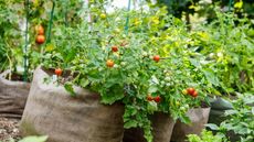 Grow bags in a garden with tomatoes growing