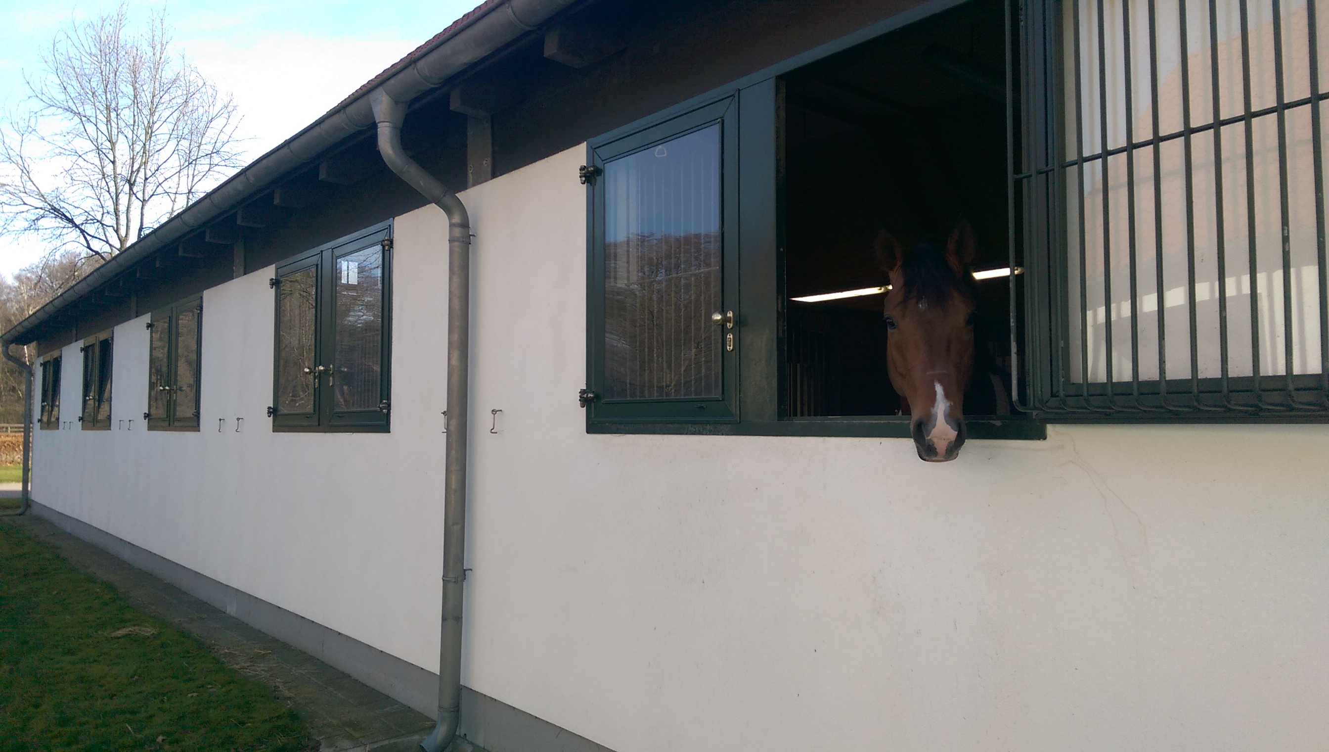 Sweet Hero, the Sir Donnerhall son, peeks out of his stable