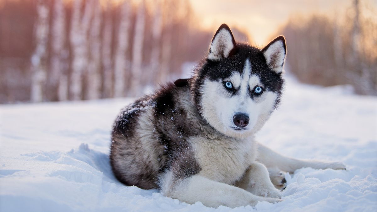 Siberian husky in snow