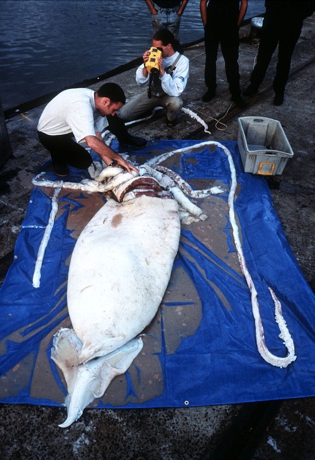 Release the Kraken! Giant Squid Photos | Live Science