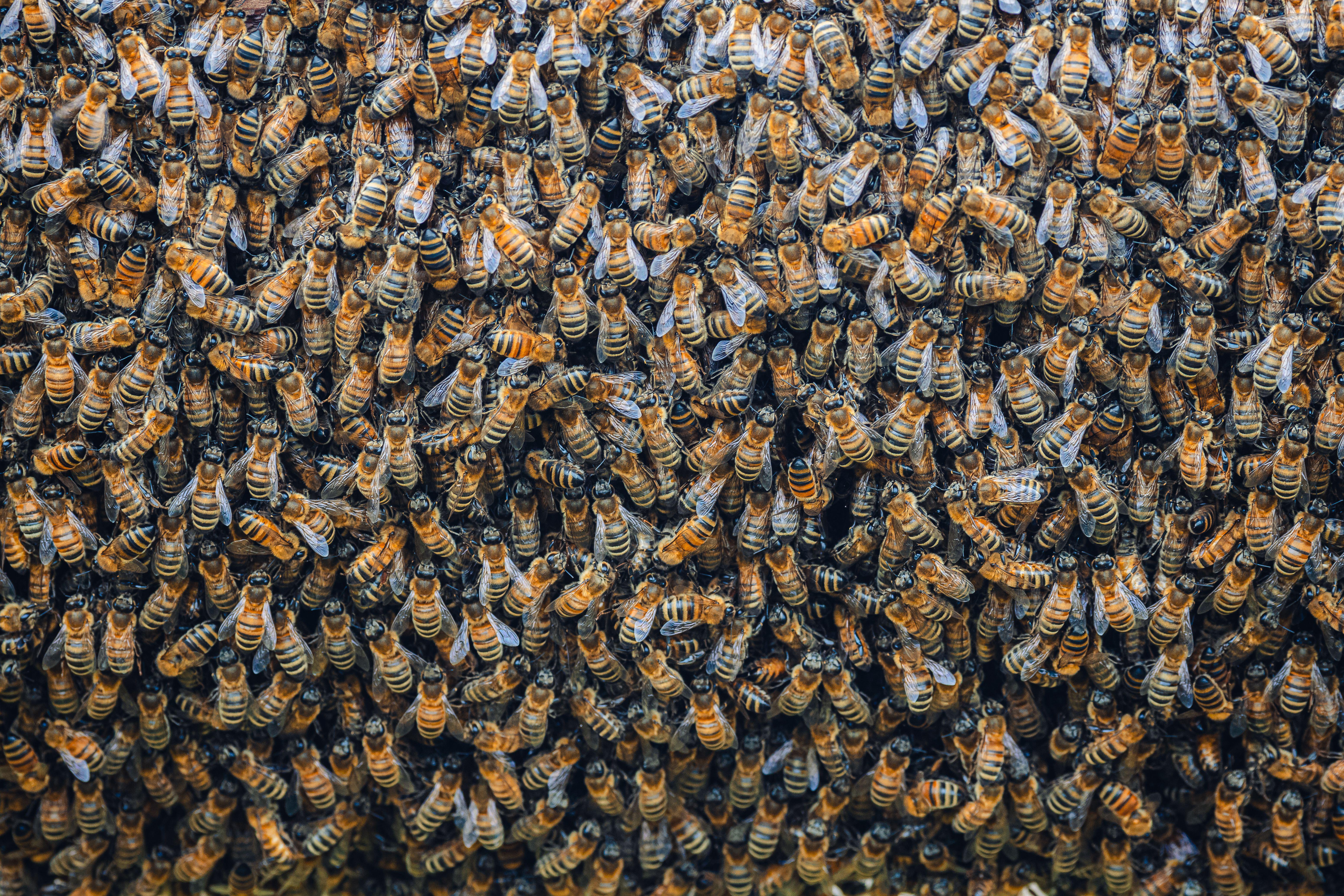 Hundreds and hundreds of bees crawling over one another