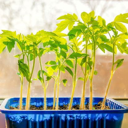 yellowing tomato seedlings on windowsill