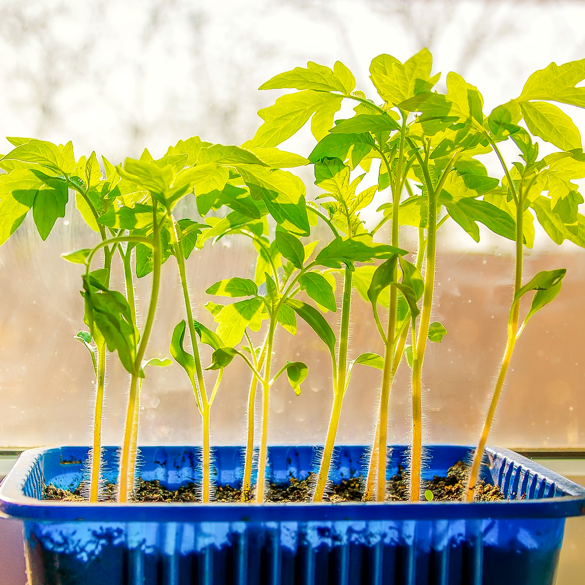 yellowing tomato seedlings on windowsill