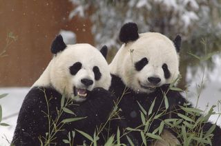 Pandas come together for breeding only once a year, but are otherwise solitary animals in the wild. The Smithsonian's National Zoo keeps giant pandas Mei Xiang (L) and Tian Tian apart all year, except for during the one day a year when Mei goes into estru