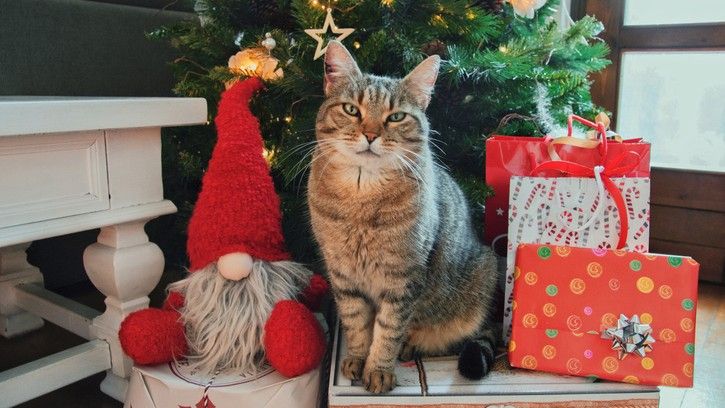 Grey tabby cat sitting by a christmas tree looking for christmas cat toys