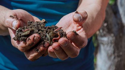 hands holding worms and soil