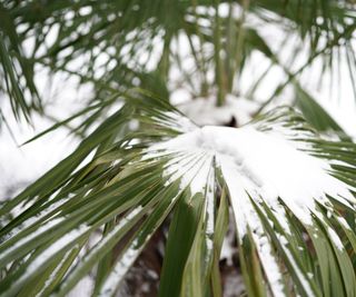 Palm leaves in snow