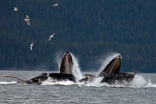 Humpback whales bubble feeding in Juneau