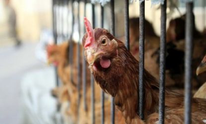 Chickens are culled in China after a discovery of the H5N1 strain of avian flu on a farm in 2009: Now that scientists have determined that the bird flu could potentially become airborne betwe