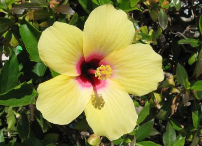 Yellow Hibiscus Flower