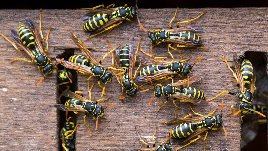 How to get rid of wasps top tips to deter these pests from your home